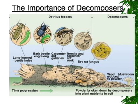 Importance of savanna decomposers