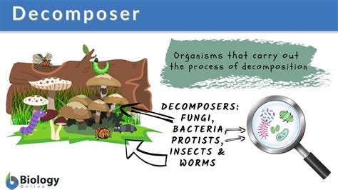 Importance of Decomposers