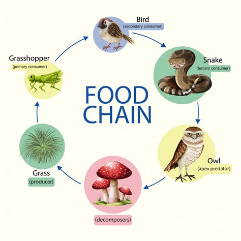 Importance of Food Chains