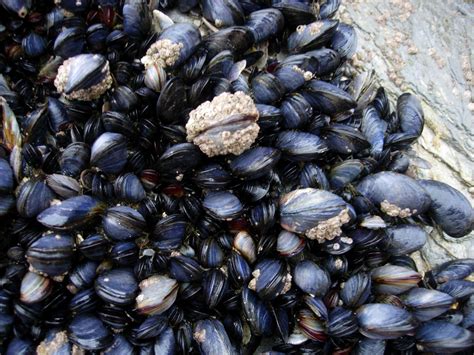 Importance of Mussels in the Marine Ecosystem