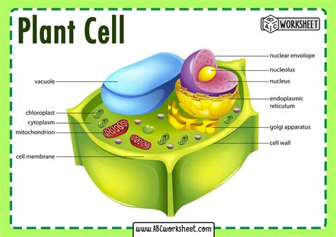 Importance of Plant Cell Parts