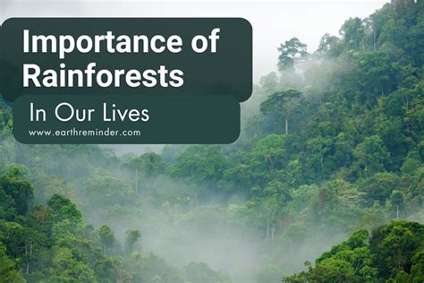 Rainforest importance