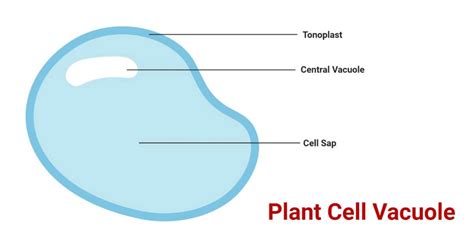 Importance of vacuoles in plant cells