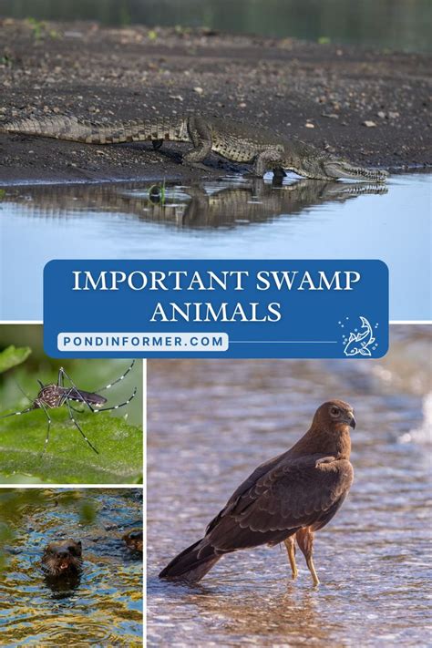 Importance of Swamps