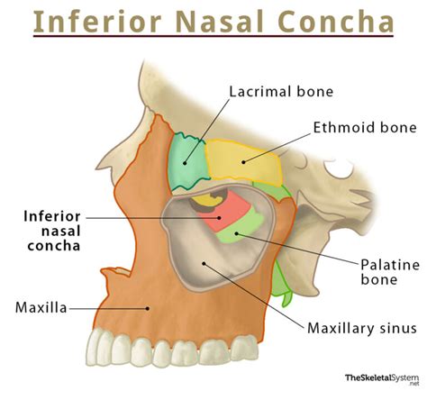 Inferior Nasal Conchae Structure