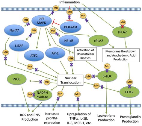 Inflammation pathways