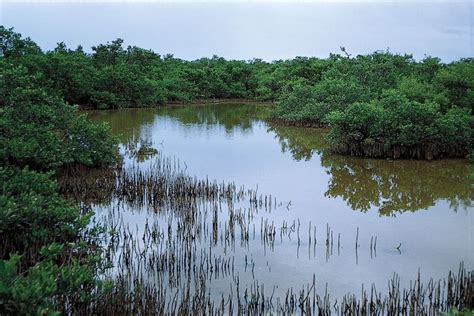 Inland swampland ecosystems image