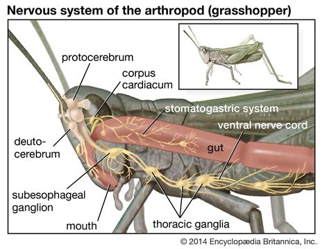 Insect brain function and behavior