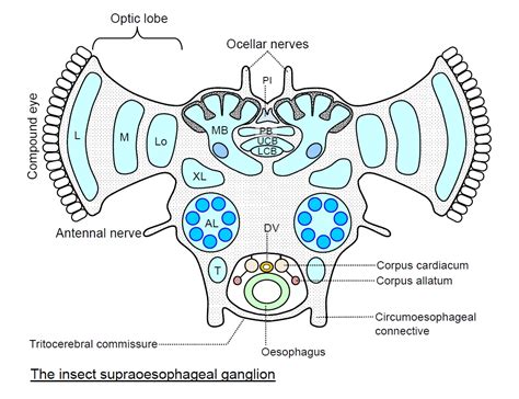 Insect brain structure