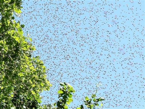 Insect migration