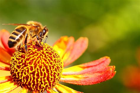 Insect pollination