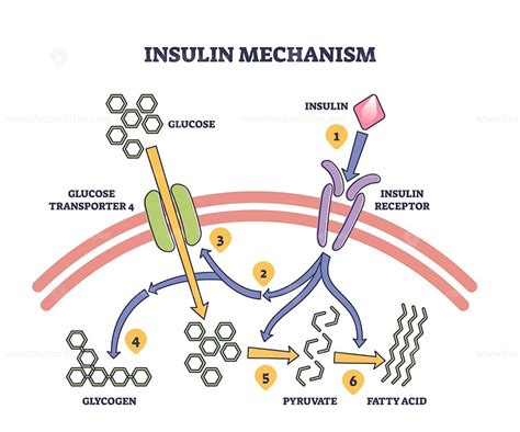 Insulin Lispro Working Mechanism