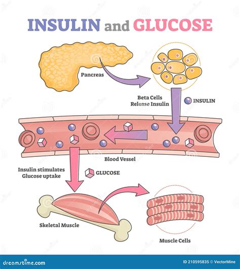 Insulin Lispro Working Mechanism