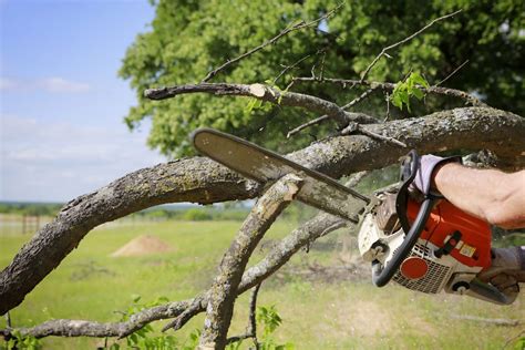 Insurance and Liability Tree Removal