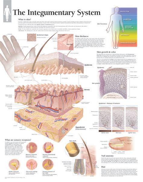 Integumentary System Chart