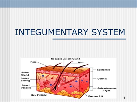 Integumentary System Image