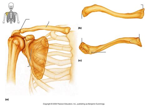 Interesting Facts About Collarbone Image