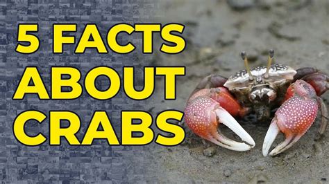 Interesting Facts about Tinkercd Crabs