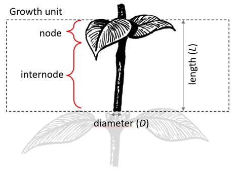 An illustration of internode growth