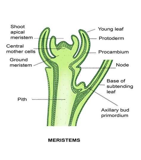 An illustration of an internode on a branch