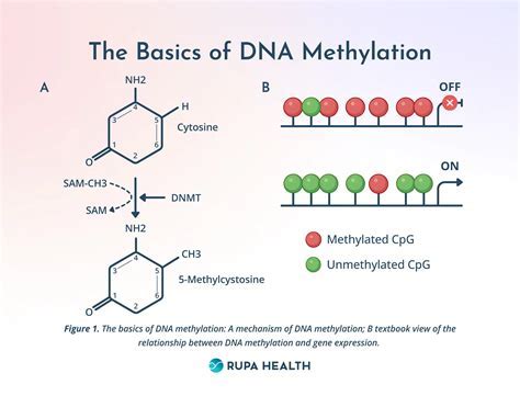 Interpreting methylation test results