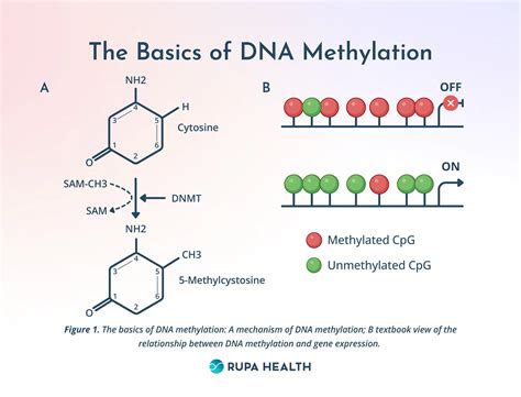 Interpreting Methylation Test Results