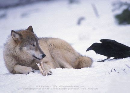 Intertwined Wolf and Raven