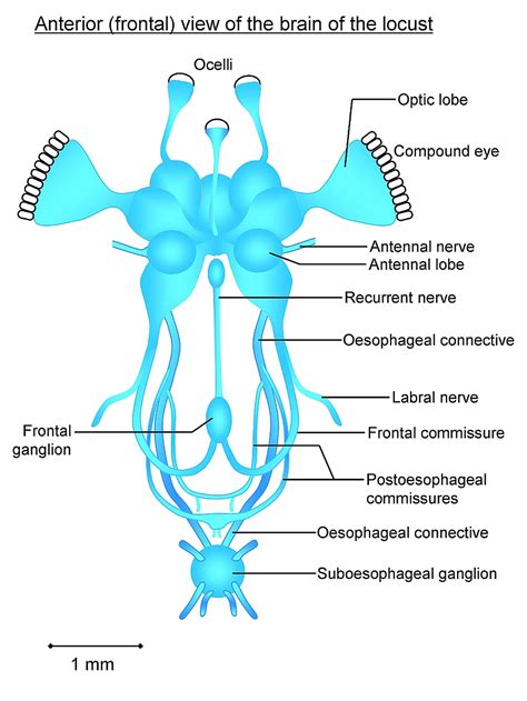 Introduction to Bug Brain