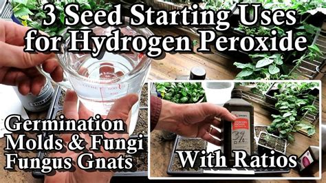 Introduction to Fungus Peroxide