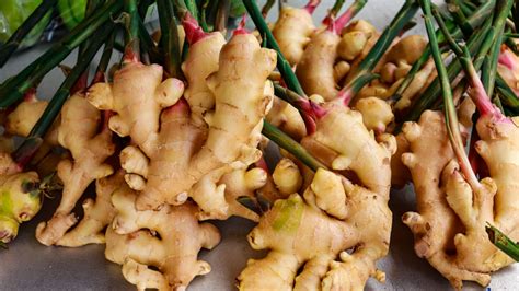 Introduction to the benefits and uses of fresh ginger