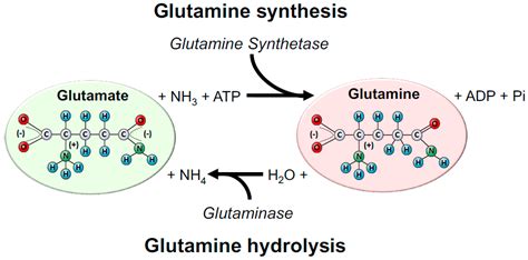 Introduction to Glutamine