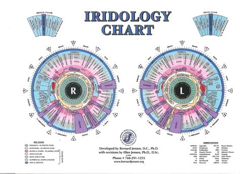 Iridology Chart Analysis