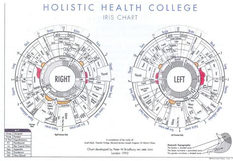 Iridology Chart Consultation