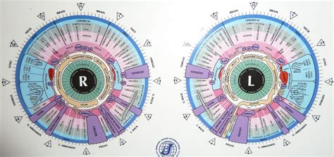 Iridology Chart Interpretation