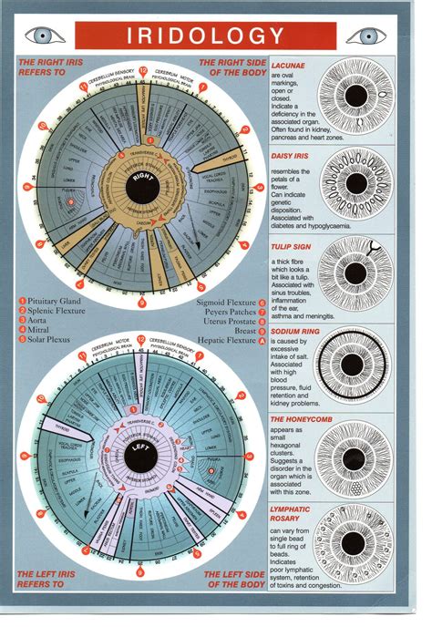 Iridology Chart Meaning