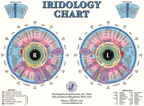 Iridology Chart Printable Download