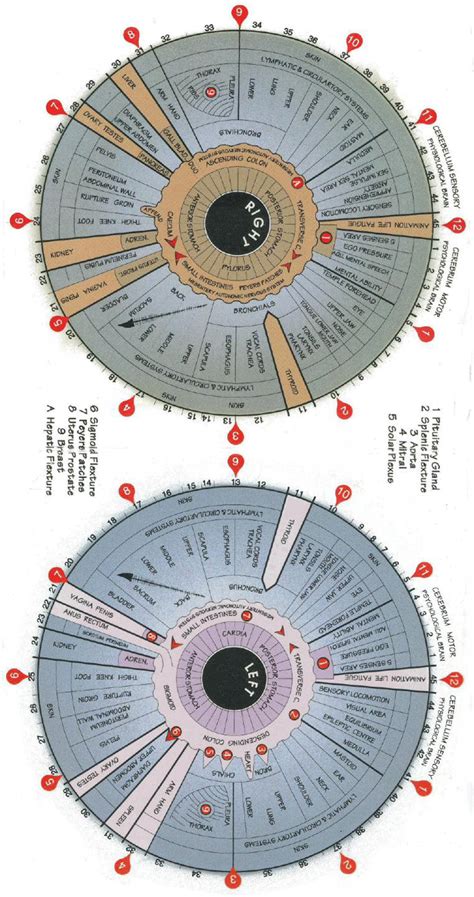 Iridology Chart Printable PDF