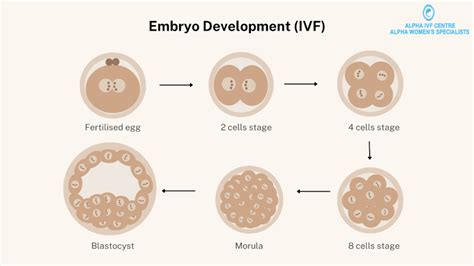 IVF Embryo Age