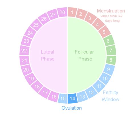 IVF Menstrual Cycle