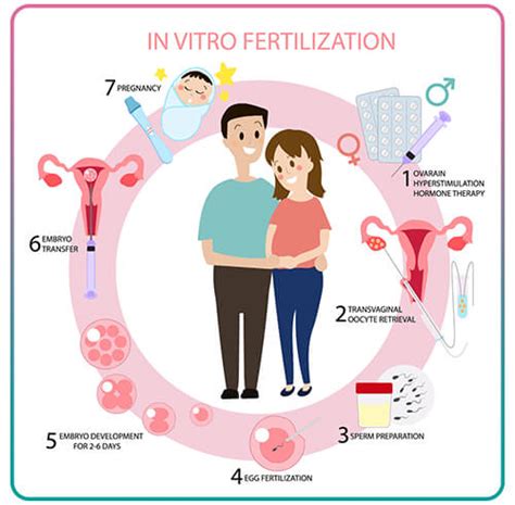 IVF Pregnancy Process