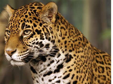 Jaguar Pictures