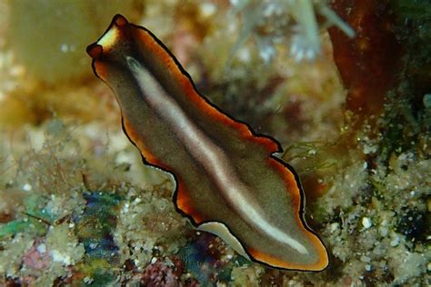 Janiceps Flatworm