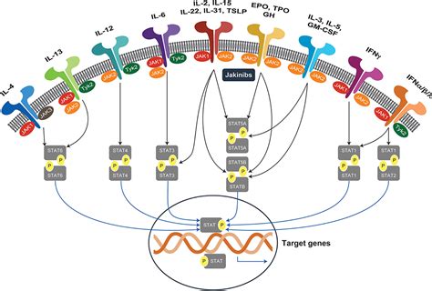 Janus Kinase