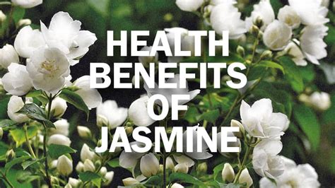 Jasmine Wellness