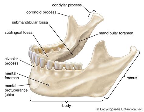 Description of Jaw Structure