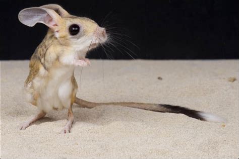 Image of a jerboa rodent