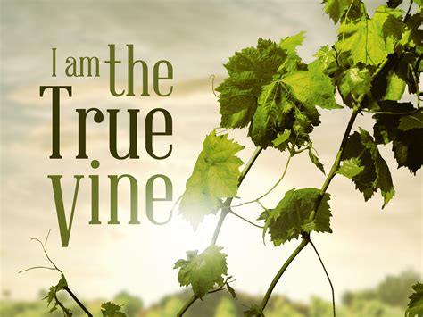 The Vine and the Branches