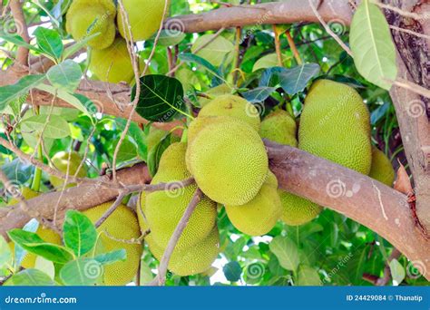 Juicy jackfruits