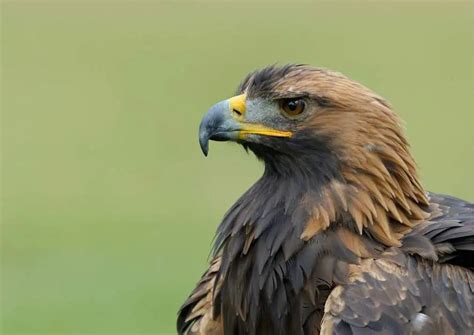 Kai Golden Eagle in flight