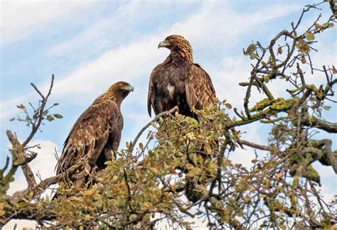 Kai Golden Eagle nest